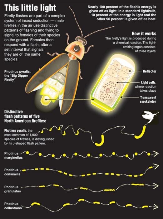 The Chemistry Of Fireflies The Chic Chemist